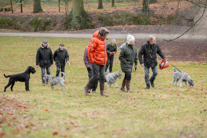 schnauzere, riesenschnauzere, dansk schnauzer og pinscher klub, dspk, affenpinscher, dværgpinscher, tysk pinscher, fælles ture, aktiviteter i klubben, kursus,