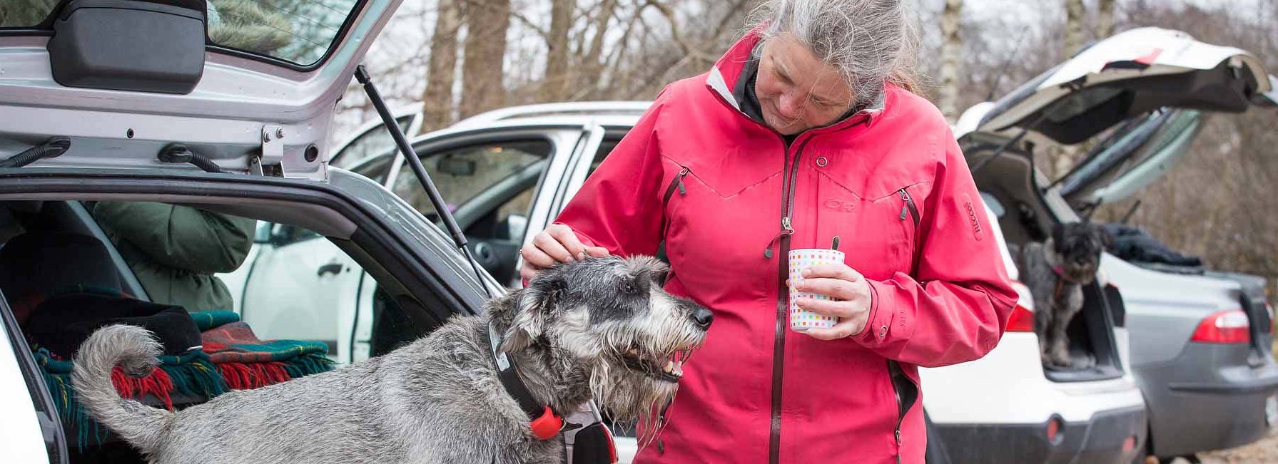 Schnauzer, schnauzerhvalpe, schnauzerkennel, schnauzeropdræt, kennel Basta Dog, mittelschnauzer, købe schnauzer,