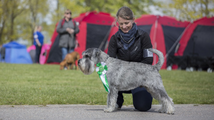 schnauzere, schnauzer hanner, schnauzerkennel, schnauzeropdræt, avlshanner, schnauzerhvalpe, bastadog,