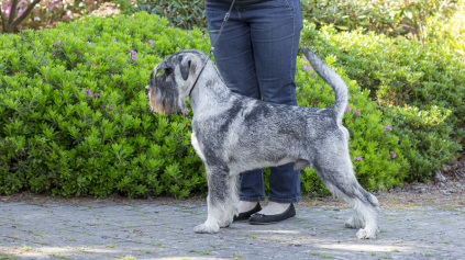 schnauzere, schnauzer hanner, schnauzerkennel, schnauzeropdræt, avlshanner, schnauzerhvalpe, bastadog,