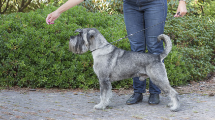 schnauzere, schnauzer hanner, schnauzerkennel, schnauzeropdræt, avlshanner, schnauzerhvalpe, bastadog,