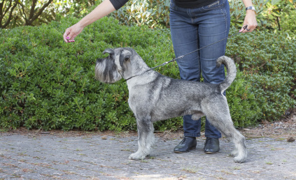 Schnauzerhvalpe, schnauzere, mittelschnauzer, køb schnauzer, opdræt af schnauzere, schnauzere peber/salt, schnauzerkennel