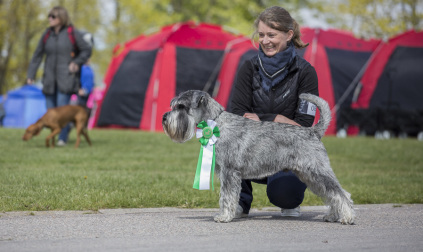 Schnauzerhvalpe, schnauzere, mittelschnauzer, køb schnauzer, opdræt af schnauzere, schnauzere peber/salt, schnauzerkennel