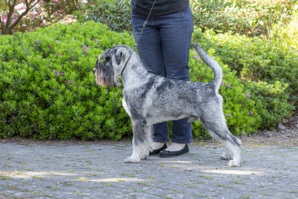 Schnauzerhvalpe, schnauzere, mittelschnauzer, køb schnauzer, opdræt af schnauzere, schnauzere peber/salt, schnauzerkennel