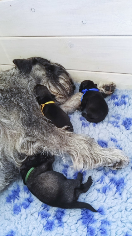 Schnauzerhvalpe, schnauzere, mittelschnauzer, køb schnauzer, opdræt af schnauzere, schnauzere peber/salt, schnauzerkennel