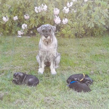 Schnauzerhvalpe, schnauzere, mittelschnauzer, schnauzeropdræt, schnauzerkennel, kennel Basta Dog, købe schnauzerhvalp