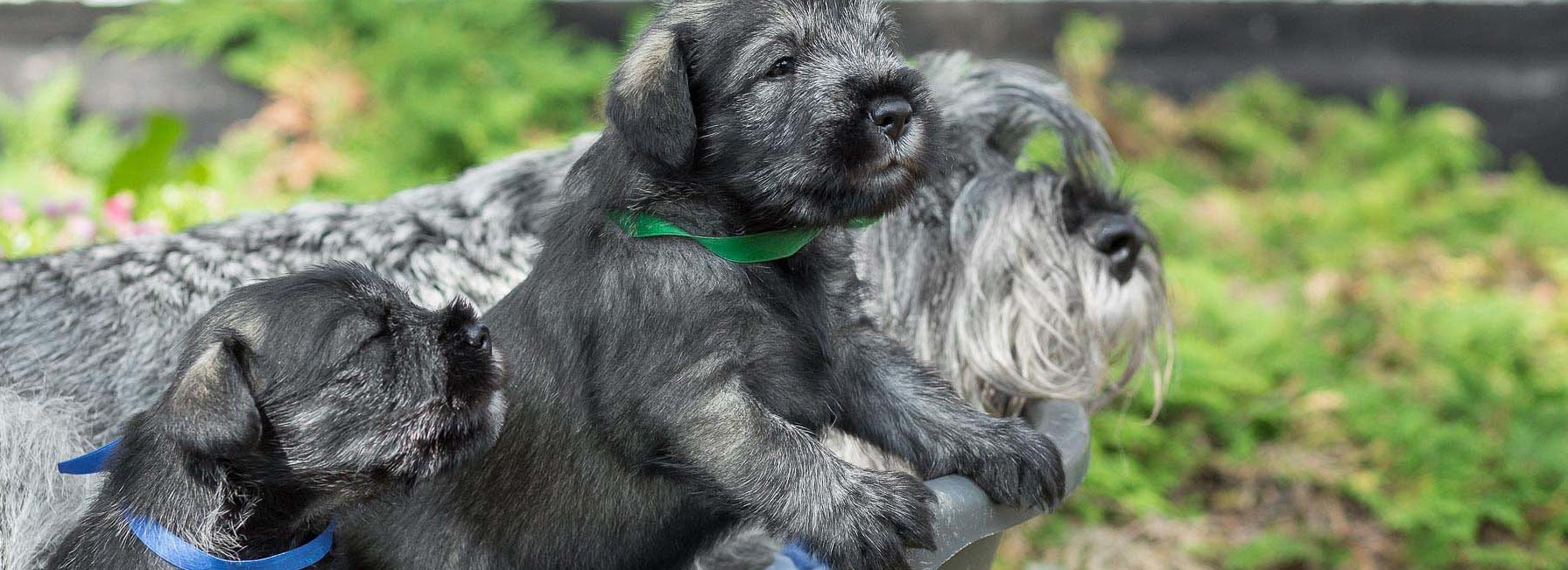 Schnauzere, schnauzerhvalpe, schnauzeropdræt, schnauzerkennel, kennel Basta Dog, mittelschnauzer, købe schnauzer