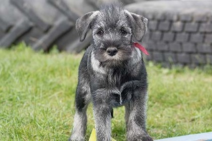 Schnauzerhvalpe, schnauzere, mittelschnauzer, køb schnauzer, opdræt af schnauzere, schnauzere peber/salt, schnauzerkennel