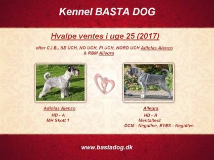 e-kuld, 2017, sommer, kennel basta dog, schnauzere, schnauzerhvalpe, schnauzeropdræt, mellemschnauzer, alenzo, alice, hvalpe, købe schnauzer