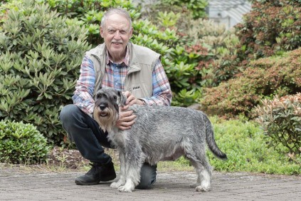 e-kuld, 2017, sommer, kennel basta dog, schnauzere, schnauzerhvalpe, schnauzeropdræt, mellemschnauzer, alenzo, alice, hvalpe, købe schnauzer