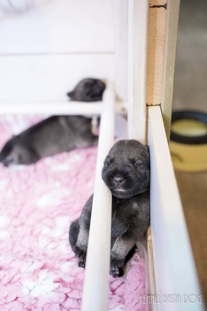 e-kuld, 2017, sommer, kennel basta dog, schnauzere, schnauzerhvalpe, schnauzeropdræt, mellemschnauzer, alenzo, alice, hvalpe, købe schnauzer