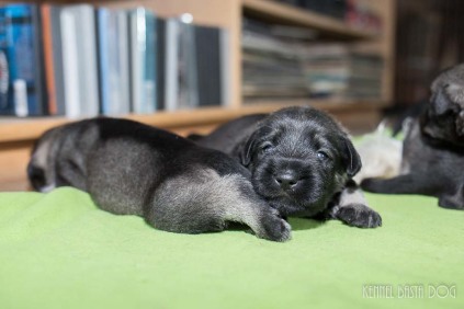 e-kuld, 2017, kennel basta dog, schnauzere, schnauzer hvalpe, schnauzer opdræt, mellemschnauzer, hvalpe, købe schnauzer, schnauzer kennel