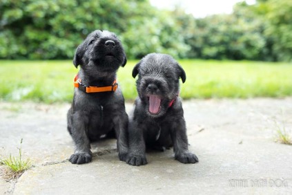 e-kuld, 2017, kennel basta dog, schnauzere, schnauzer hvalpe, schnauzer opdræt, mellemschnauzer, hvalpe, købe schnauzer, schnauzer kennel