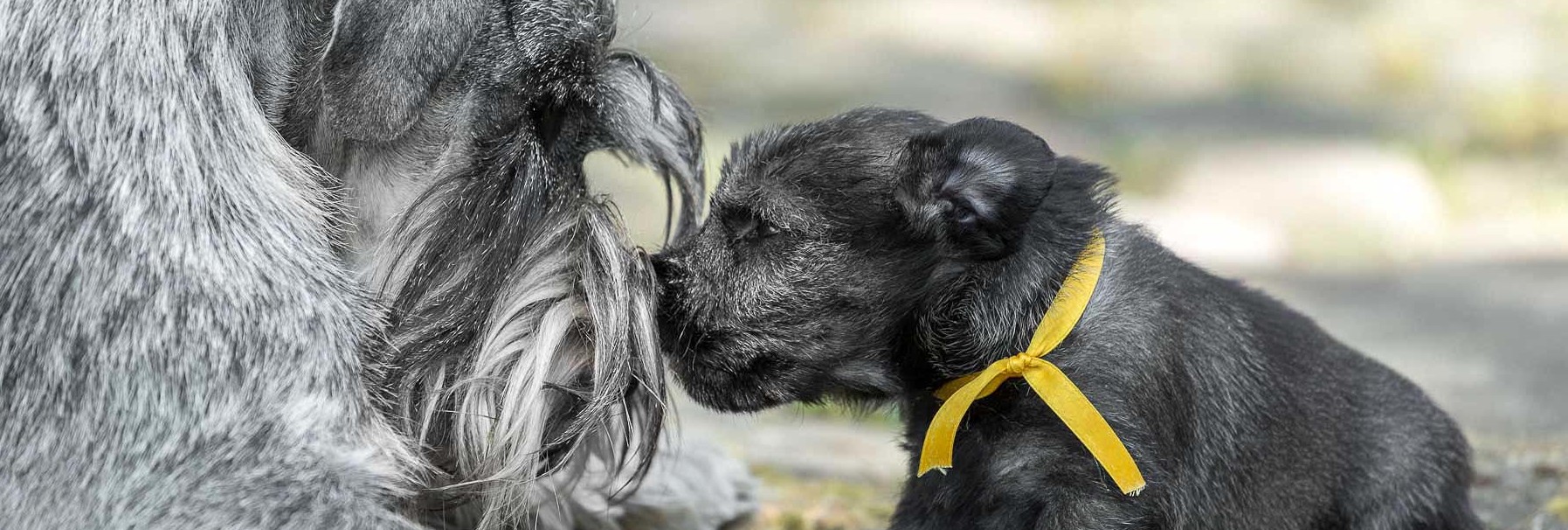 Schnauzere, schnauzerhvalp, schnauzeropdræt, schnauzerkennel, kennel Basta Dog, mittelschnauzer