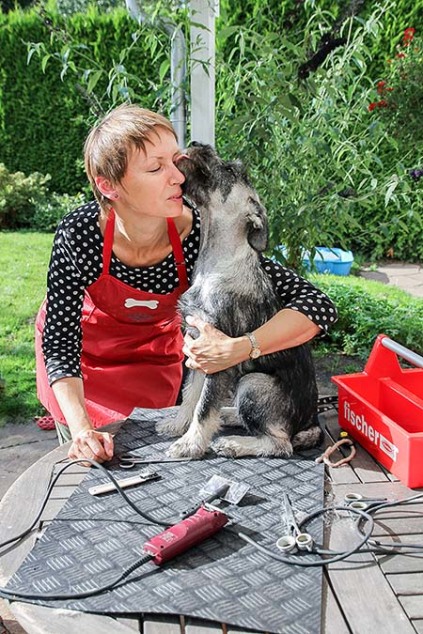 Schnauzerhvalpe, schnauzere, mittelschnauzer, køb schnauzer, opdræt af schnauzere, schnauzere peber/salt, schnauzerkennel