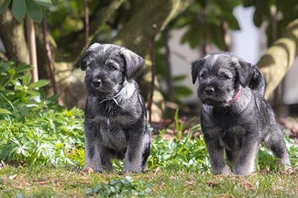 Schnauzerhvalpe, schnauzere, mittelschnauzer, køb schnauzer, opdræt af schnauzere, schnauzere peber/salt, schnauzerkennel