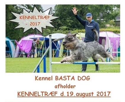 kenneltræf, kennel bastadog, schnauzere, aktiviteter med schnauzere, bastas schnauzere, mellemschnauzer, aktiviteter med hunde