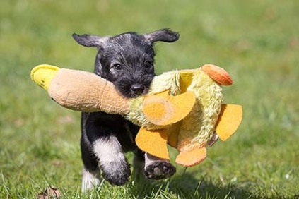 Schnauzerhvalpe, schnauzere, mittelschnauzer, køb schnauzer, opdræt af schnauzere, schnauzere peber/salt, schnauzerkennel