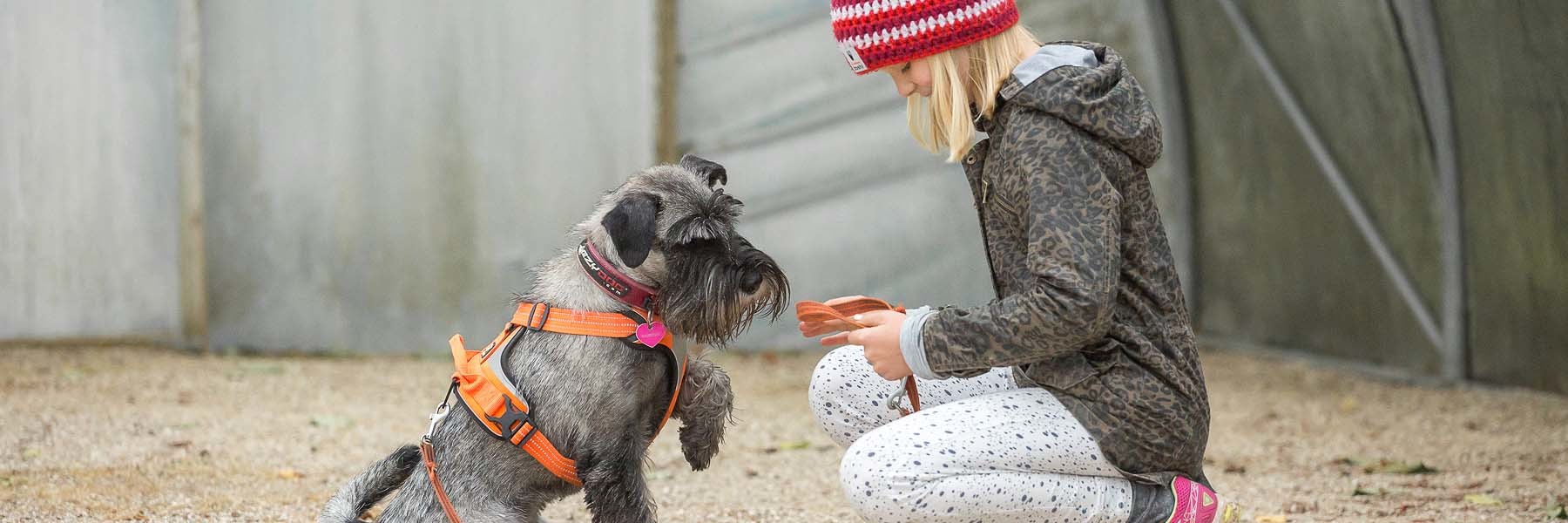 schnauzere, kennel basta dog, hundekursus, schnauzeropdræt, aktiviteter med schnauzere, schnauzer hvalpe, købe schnauzer