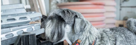 schnauzere, kennel basta dog, hundekursus, nose work, schnauzeropdræt, aktiviteter med schnauzere, schnauzer hvalpe, købe schnauzer