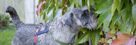 schnauzere, kennel basta dog, hundekursus, nose work, schnauzeropdræt, aktiviteter med schnauzere, schnauzer hvalpe, købe schnauzer