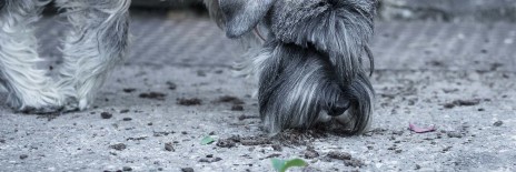 schnauzere, kennel basta dog, hundekursus, nose work, schnauzeropdræt, aktiviteter med schnauzere, schnauzer hvalpe, købe schnauzer