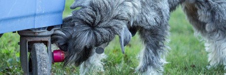 schnauzere, kennel basta dog, hundekursus, nose work, schnauzeropdræt, aktiviteter med schnauzere, schnauzer hvalpe, købe schnauzer