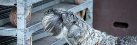 schnauzere, kennel basta dog, hundekursus, nose work, schnauzeropdræt, aktiviteter med schnauzere, schnauzer hvalpe, købe schnauzer