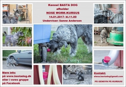 schnauzere, kennel basta dog, hundekursus, nose work, schnauzeropdræt, aktiviteter med schnauzere, schnauzer hvalpe, købe schnauzer