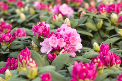 Rhododendron, Basta Planter, rhododendron planteskole, planteskole Basta Planter, købe rhododendron, haven