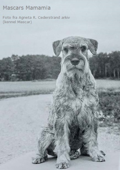 Schnauzerhvalpe, schnauzere, mittelschnauzer, køb schnauzer, opdræt af schnauzere, schnauzere peber/salt, schnauzerkennel