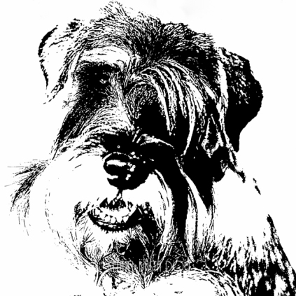 schnauzerhvalpe, schnauzer, mellemschnauzer, opdræt af schnauzere, kennel basta dog, købe schnauzerhvalp, standart schnauzer