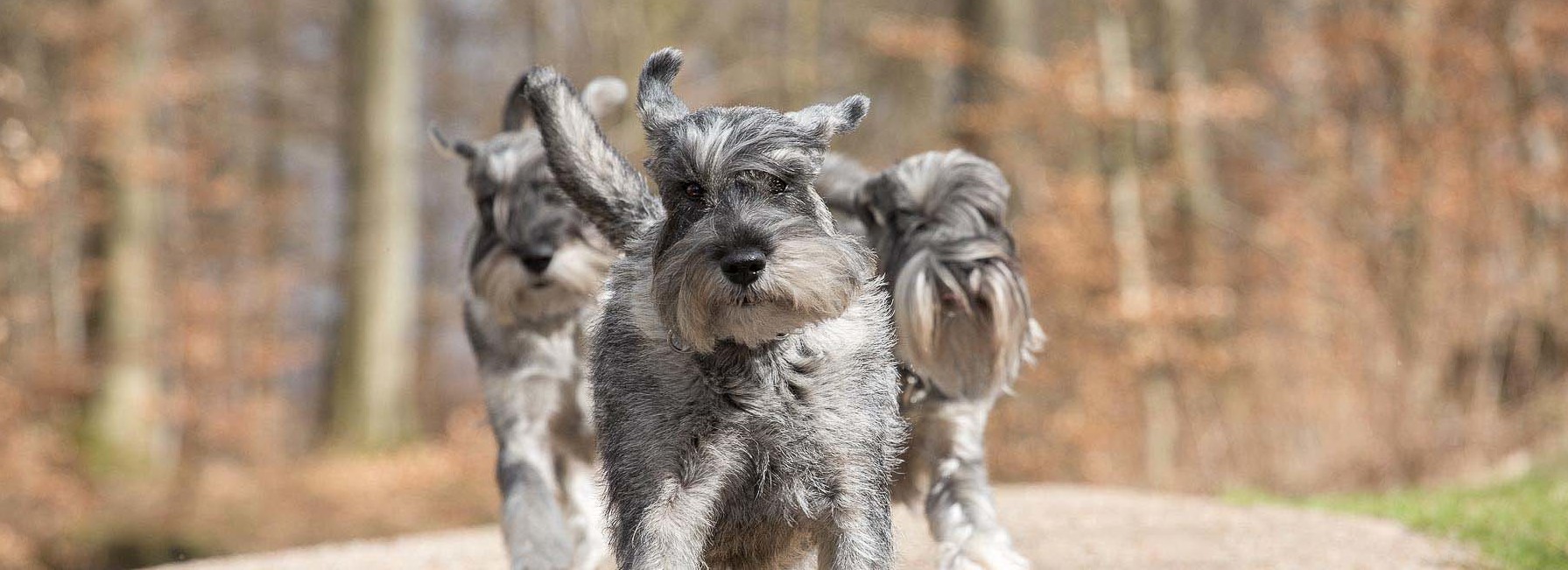 Schnauzere, schnauzerhvalpe, schnauzerkennel, schnauzeropdræt, kennel Basta Dog, mittelschnauzer, købe schnauzer