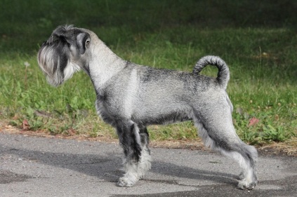 Schnauzerhvalpe, schnauzere, mittelschnauzer, køb schnauzer, opdræt af schnauzere, schnauzere peber/salt, schnauzerkennel