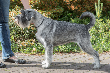 Schnauzerhvalpe, schnauzere, mittelschnauzer, køb schnauzer, opdræt af schnauzere, schnauzere peber/salt, schnauzerkennel