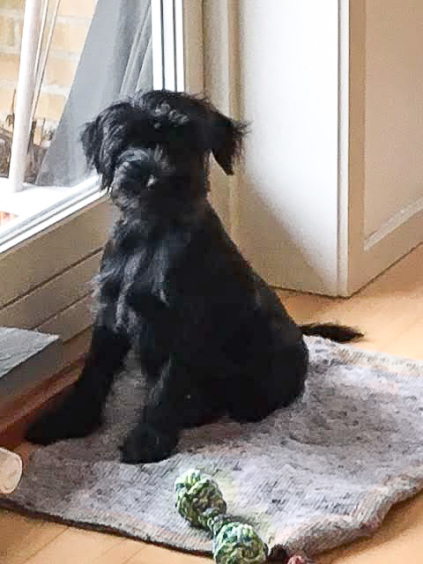 omplacering af hunde, omplacering af hvalpe, schnauzere, schnauzerhjælp, schnauzerhvalpe, schnauzer søger et nyt hjem