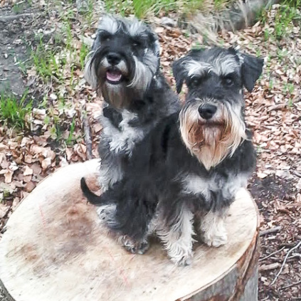 schnauzerhjælp, dværgschnauzere, omplacering af schnauzere, schnauzere søger et nyt hjem, schnauzere, voksne schnauzere