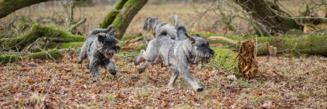 schnauzere, nose work, kennel basta dog, schnauzeropdræt, schnauzerpromenader, aktiviteteter med schnauzere, schnauzer hvalpe