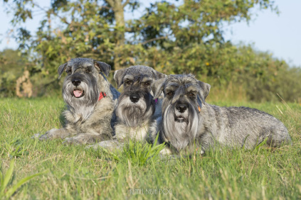 Schnauzerhvalpe, schnauzere, mittelschnauzer, køb schnauzer, opdræt af schnauzere, schnauzere peber/salt, schnauzerkennel