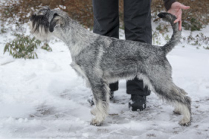 Schnauzerhvalpe, schnauzere, mittelschnauzer, køb schnauzer, opdræt af schnauzere, schnauzere peber/salt, schnauzerkennel