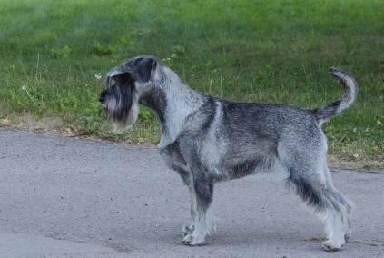 Schnauzerhvalpe, schnauzere, mittelschnauzer, køb schnauzer, opdræt af schnauzere, schnauzere peber/salt, schnauzerkennel