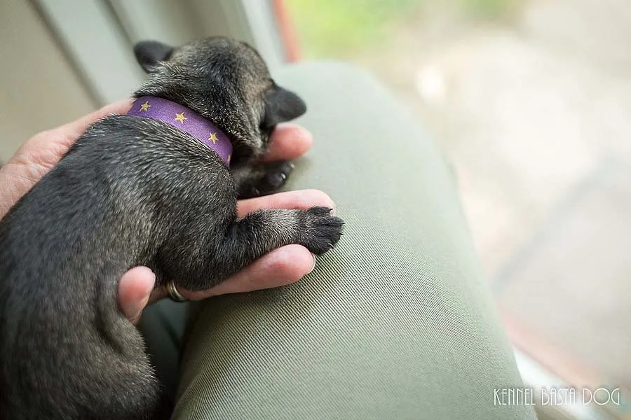 e-kuld, 2017, sommer, kennel basta dog, schnauzere, schnauzerhvalpe, schnauzeropdræt, mellemschnauzer, alenzo, alice, hvalpe, købe schnauzer