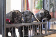 Schnauzer, schnauzeropdræt, opdræt af schnauzere, købe schnauzer, mittelschnauzer, schnauzerhvalpe